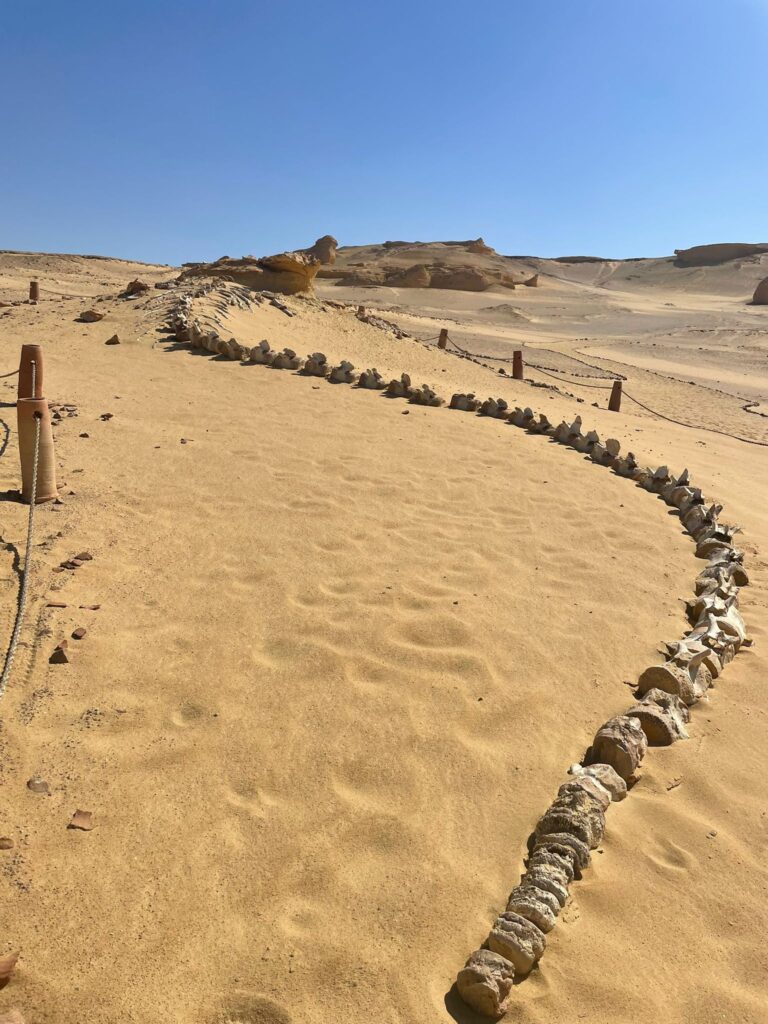 WhatsApp Image 2025-12-11 at 11.32.49_4a56c0ba