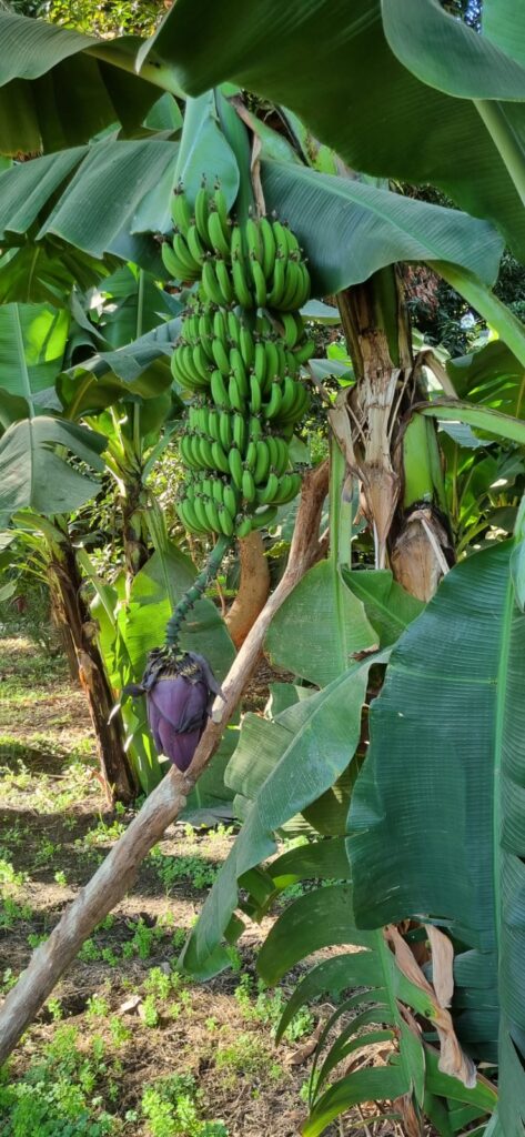 WhatsApp Image 2025-12-24 at 15.16.17_665cdf9f