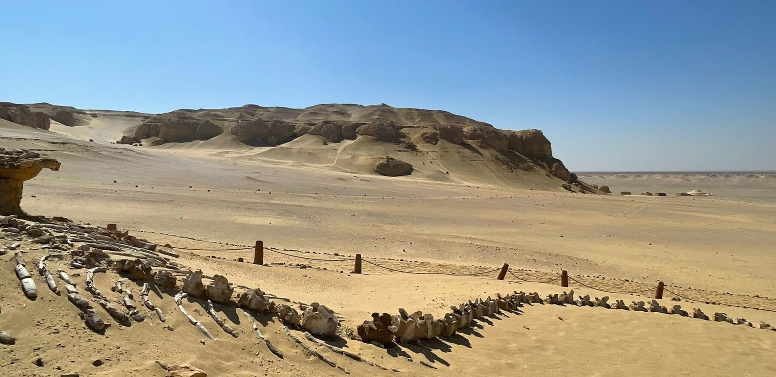 Fossil whale skeleton in the desert at Wadi El Hitan, Fayoum