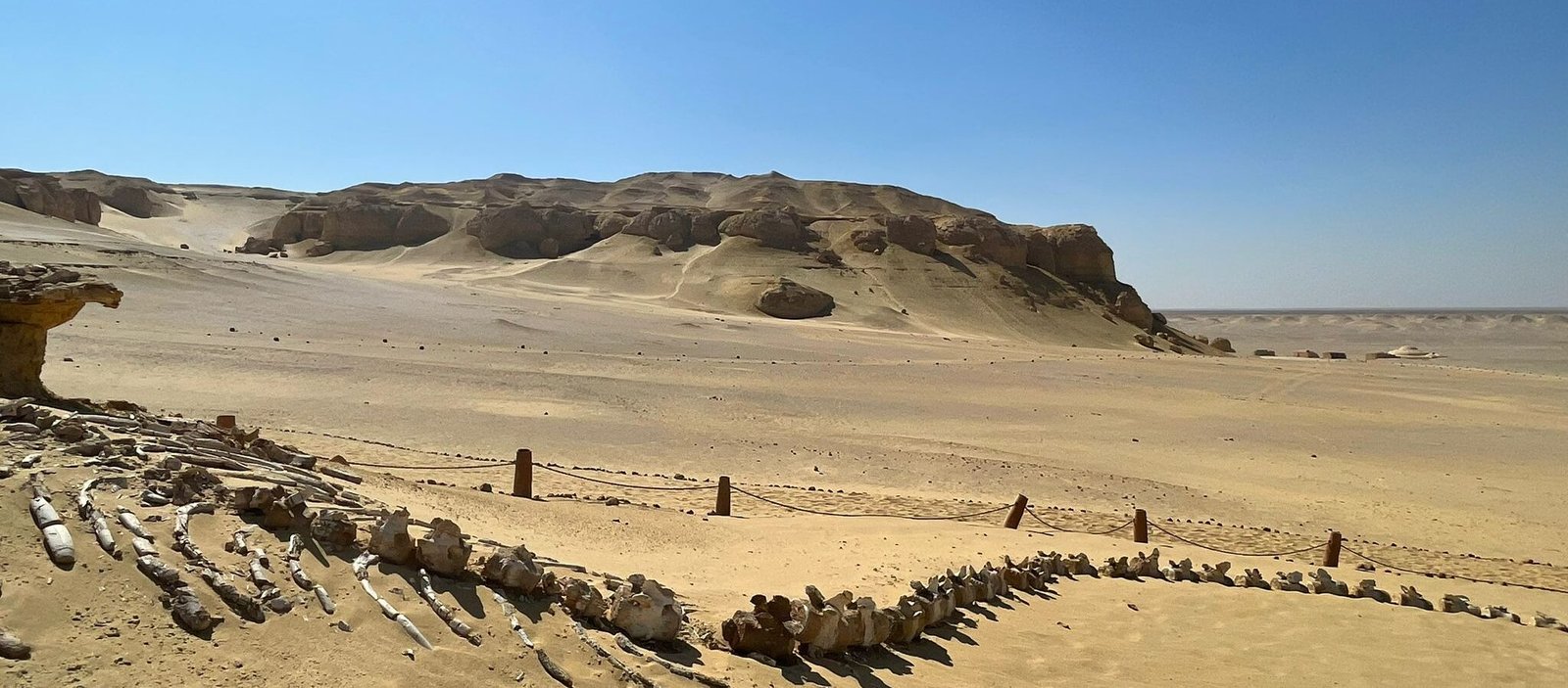Fossil whale skeleton in the desert at Wadi El Hitan, Fayoum