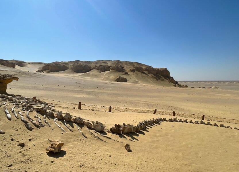 Fossil whale skeleton in the desert at Wadi El Hitan, Fayoum