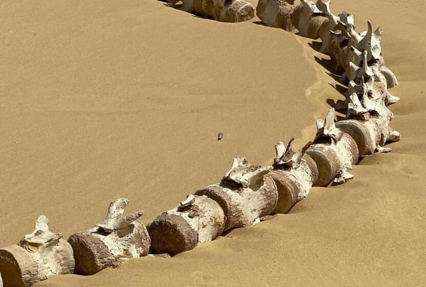 Fossilised whale skeleton in the sand at Wadi El Hitan
