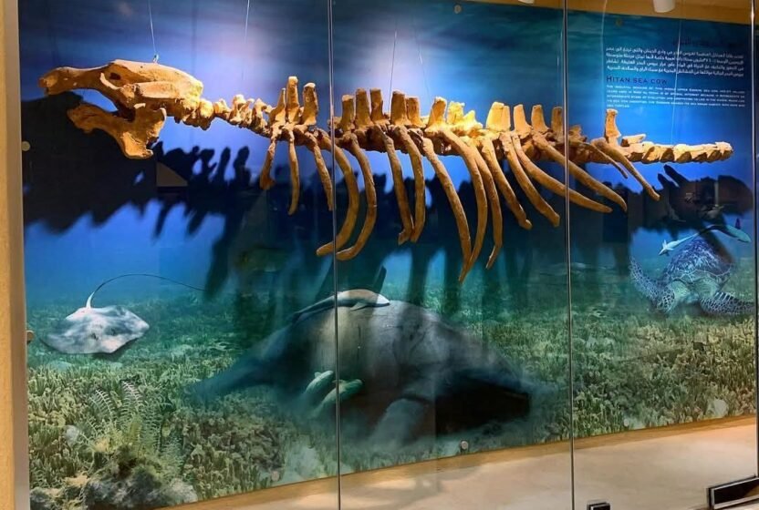 Whale fossil exhibit in the Wadi El Hitan museum