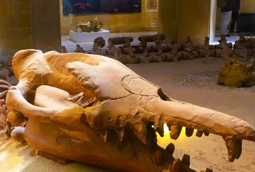 Fossil skull of an ancient whale, Fayoum