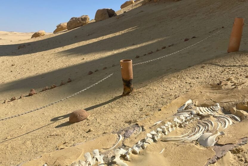 Whale fossils along the trail at Wadi El Hitan
