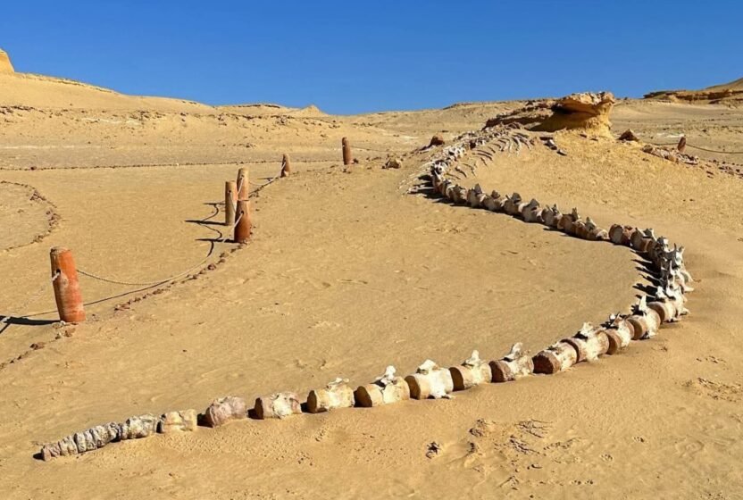 Marked trail past fossil skeletons in Wadi El Hitan